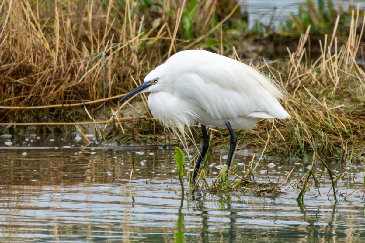 Little Egret - ML624054509