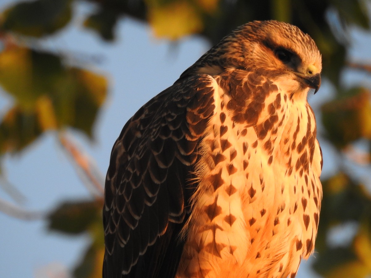 Swainson's Hawk - ML624054515