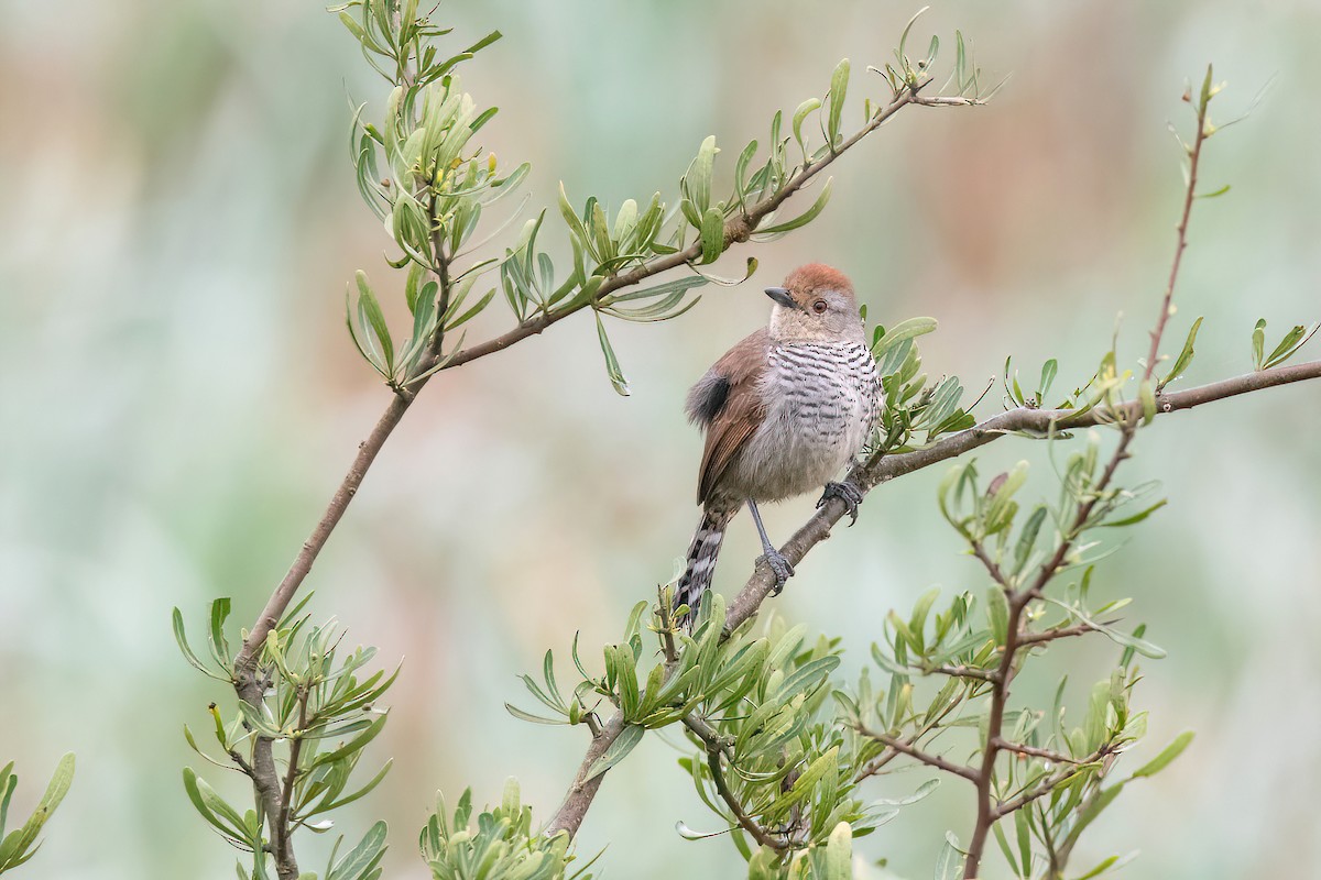 Rufous-capped Antshrike - ML624054516