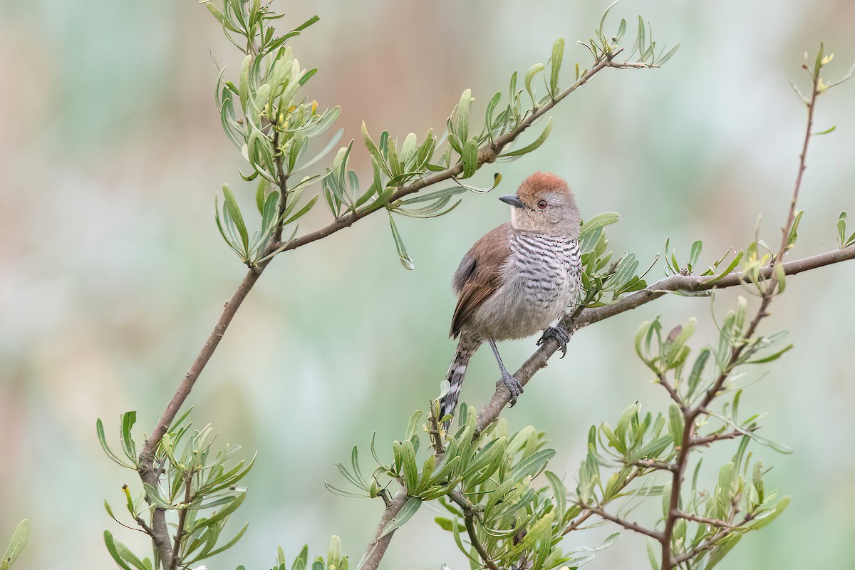 Rufous-capped Antshrike - ML624054518