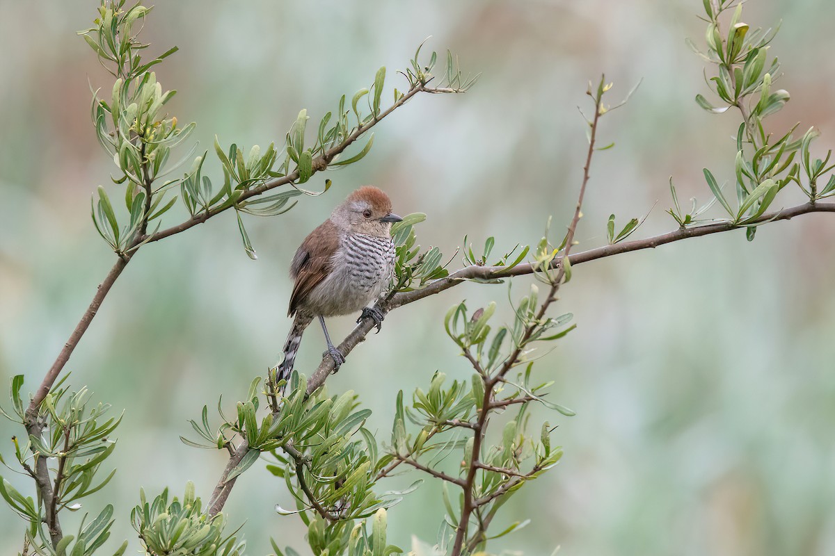 Rufous-capped Antshrike - ML624054519