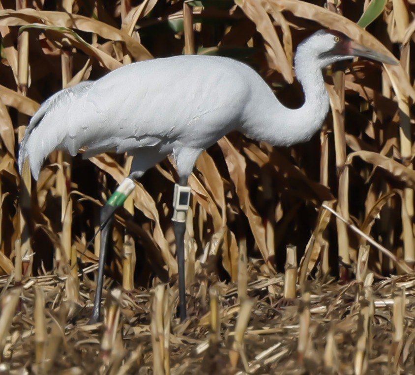 Whooping Crane - Larry Hollar