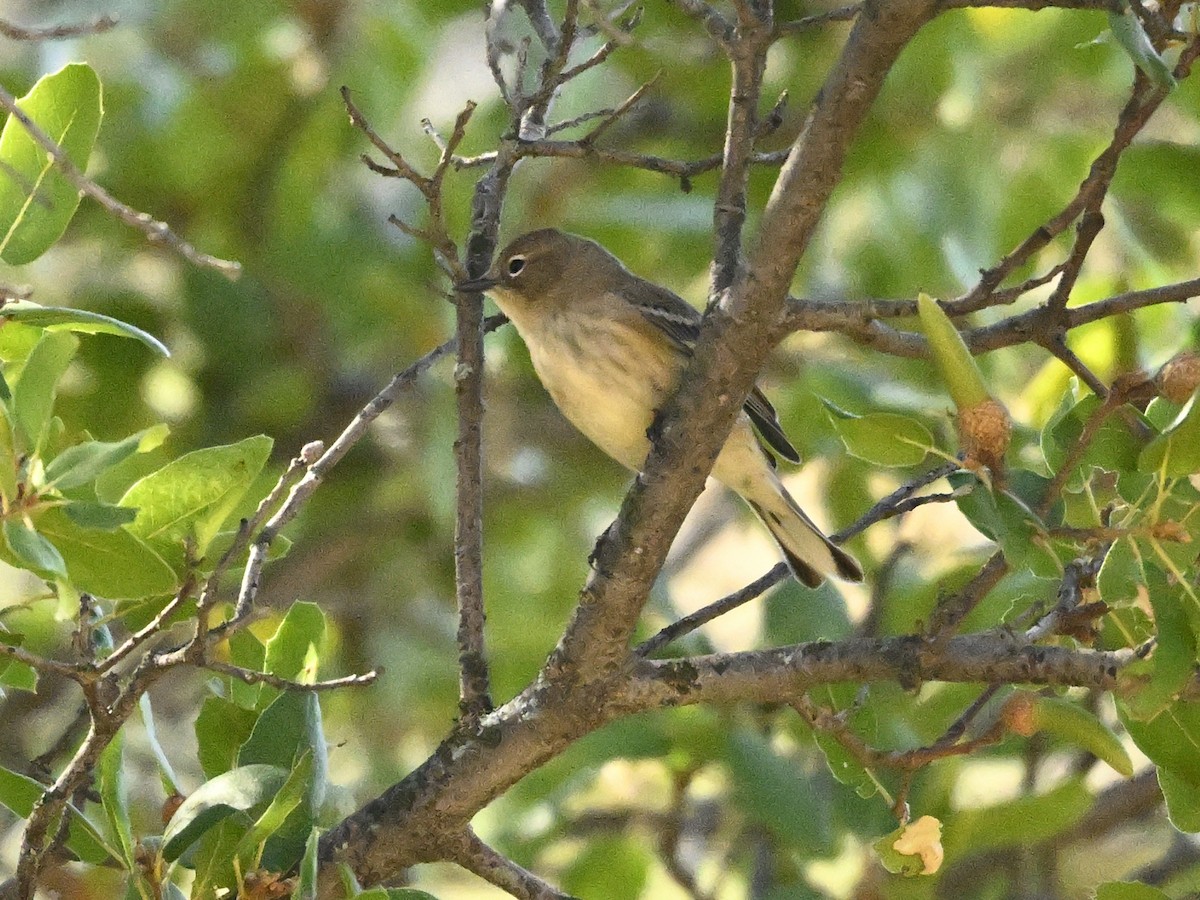 Yellow-rumped Warbler - ML624054549