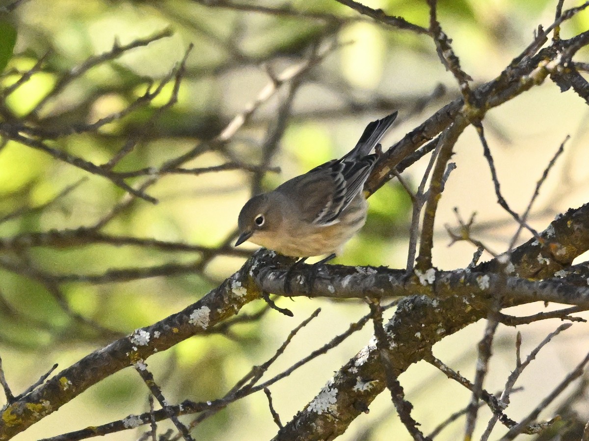 Yellow-rumped Warbler - ML624054569