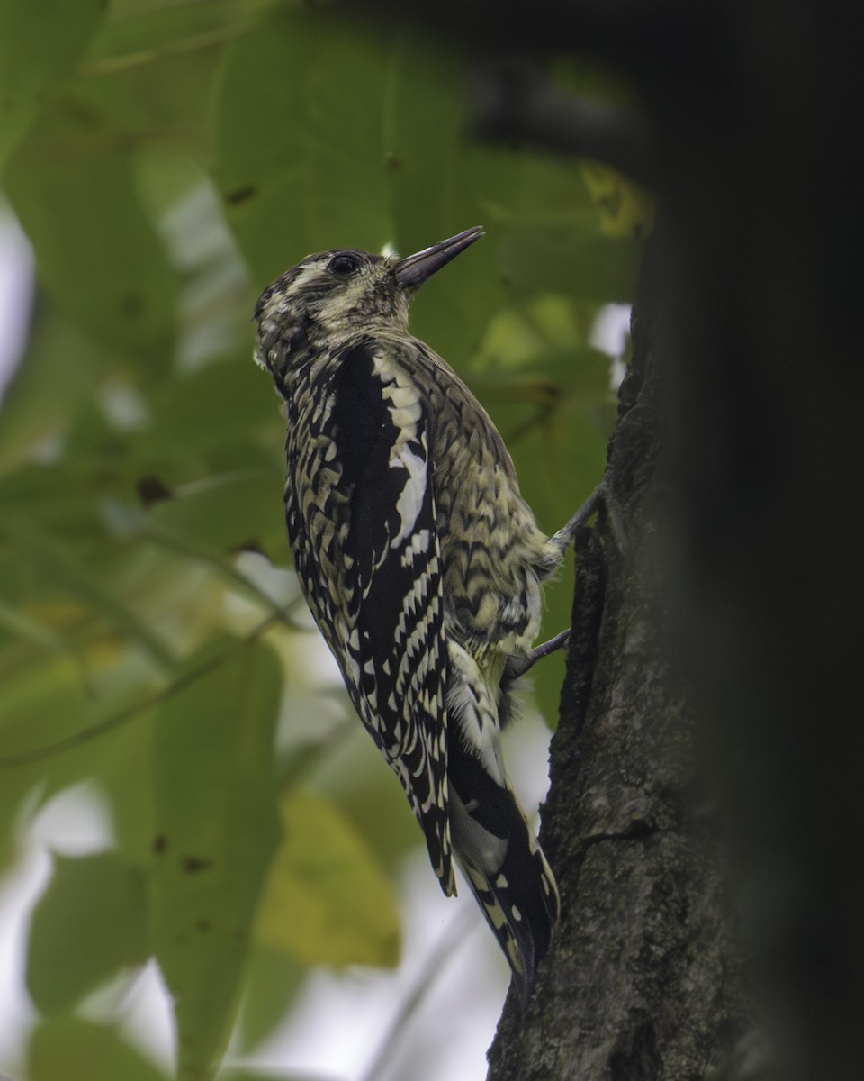 Yellow-bellied Sapsucker - ML624054580