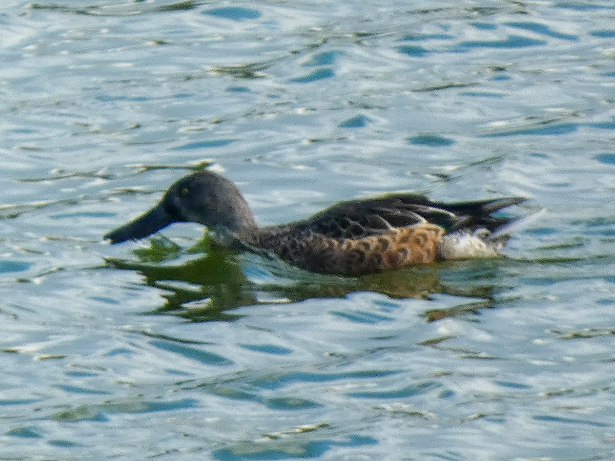 Northern Shoveler - Justin Cober-Lake