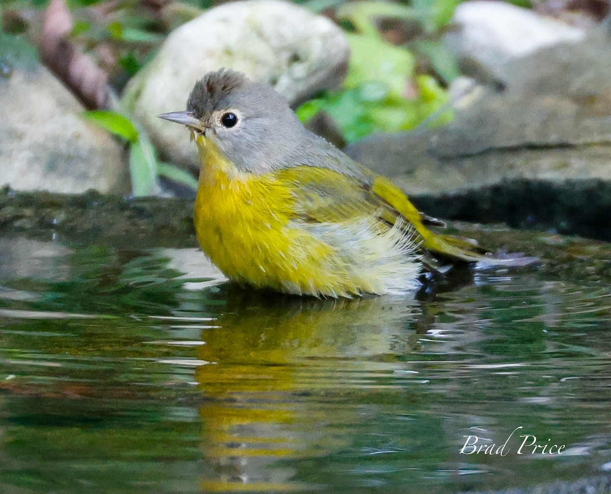 Nashville Warbler - ML624054592