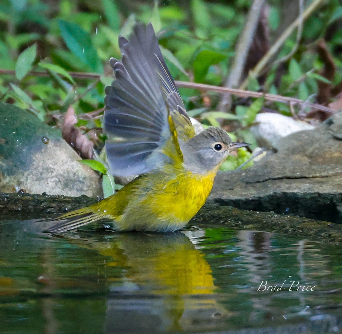 Nashville Warbler - ML624054593