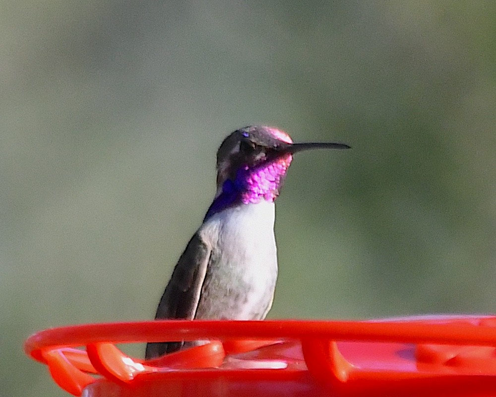 Costa's Hummingbird - ML624054602