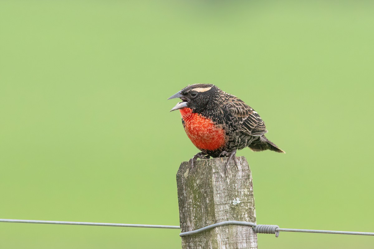 White-browed Meadowlark - ML624054606