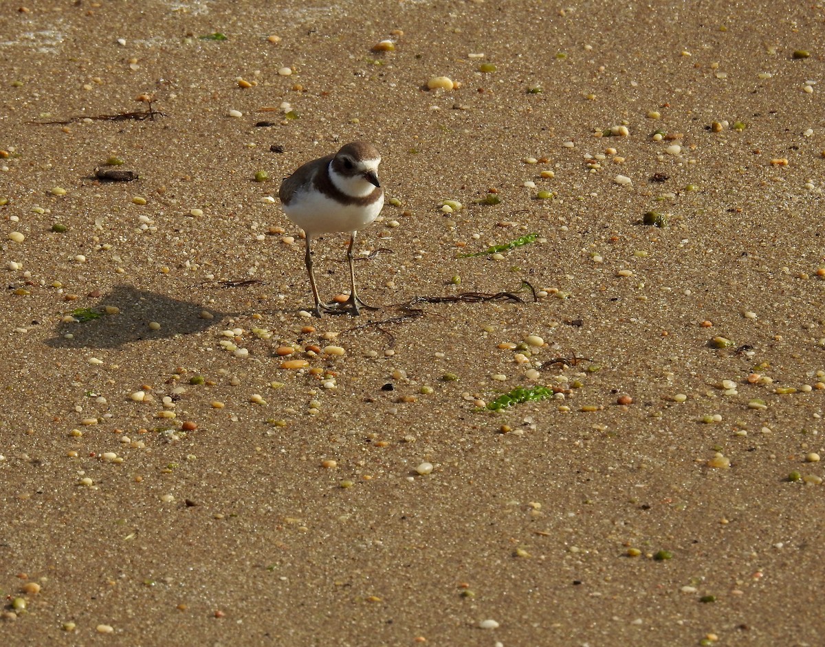 Semipalmated Plover - ML624054610