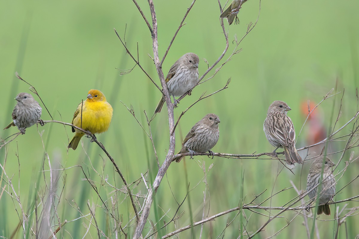 Saffron Finch - ML624054617