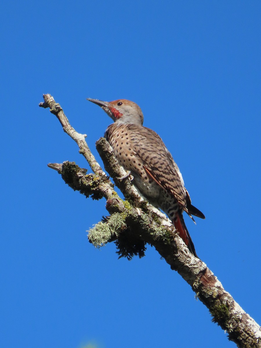 Northern Flicker - ML624054618