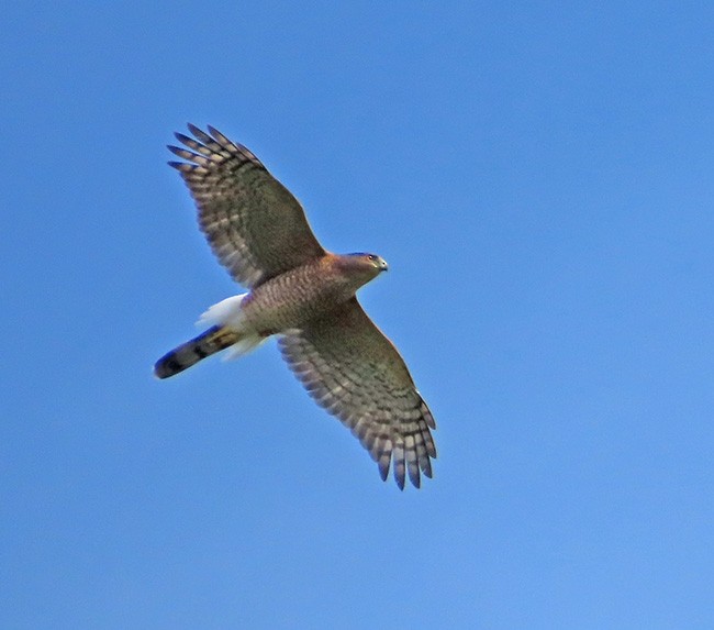 Cooper's Hawk - ML624054619