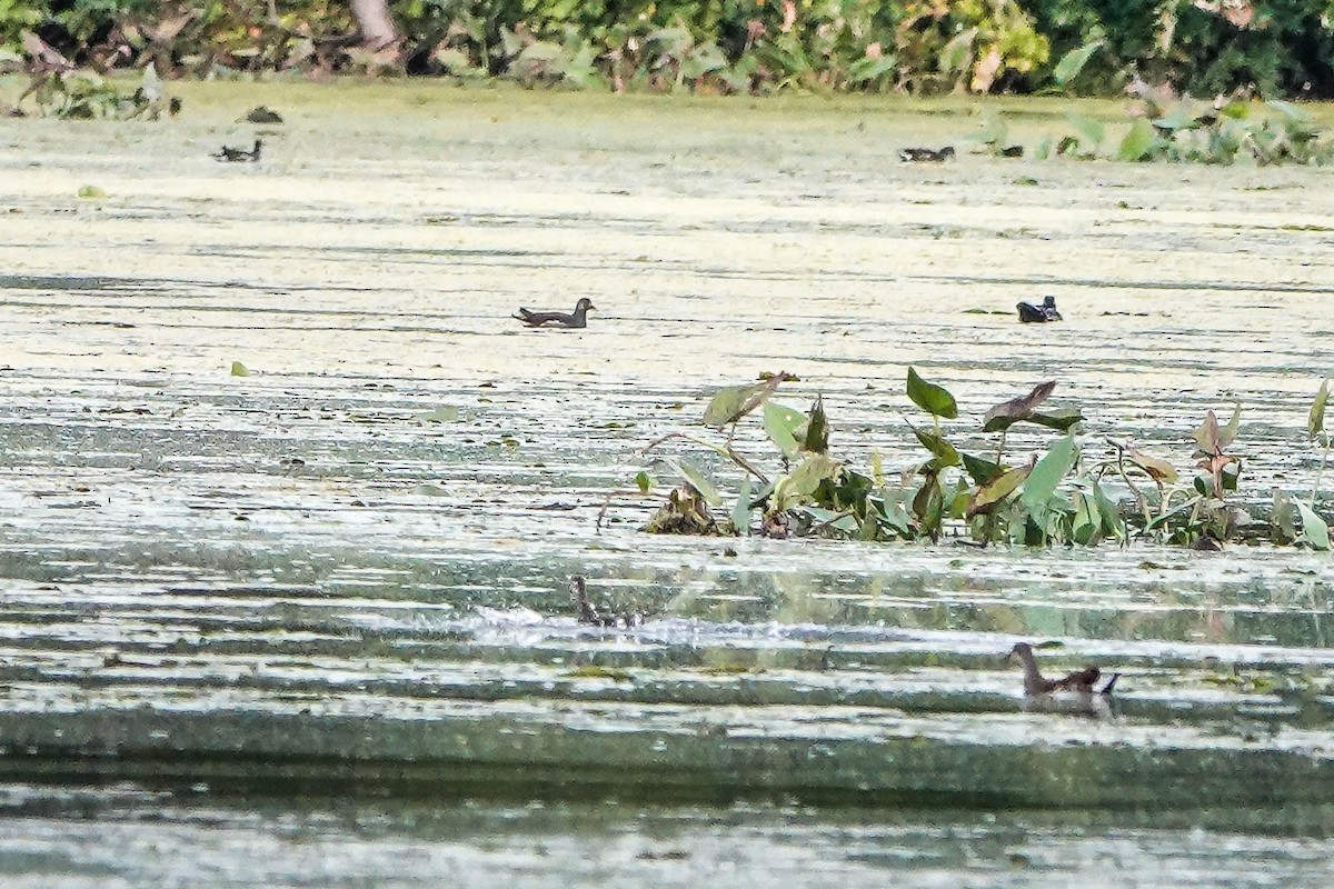 Common Gallinule - ML624054623