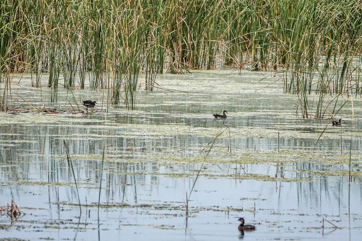 Gallinule d'Amérique - ML624054624