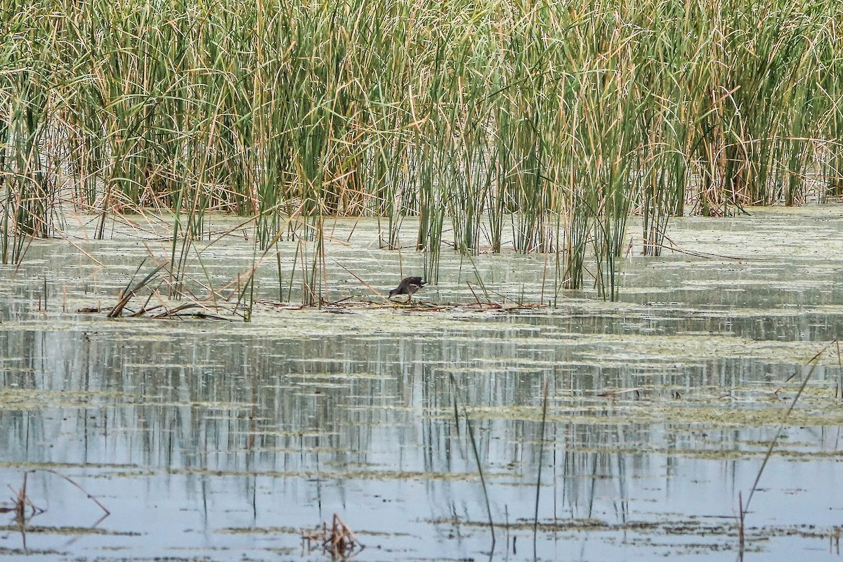 Common Gallinule - ML624054625