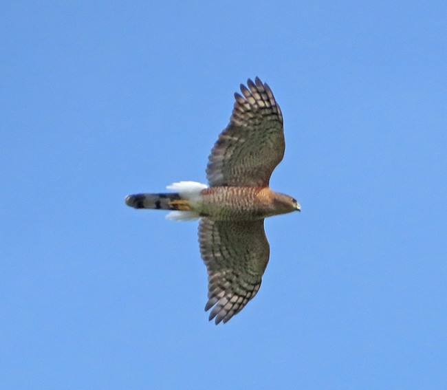 Cooper's Hawk - ML624054628