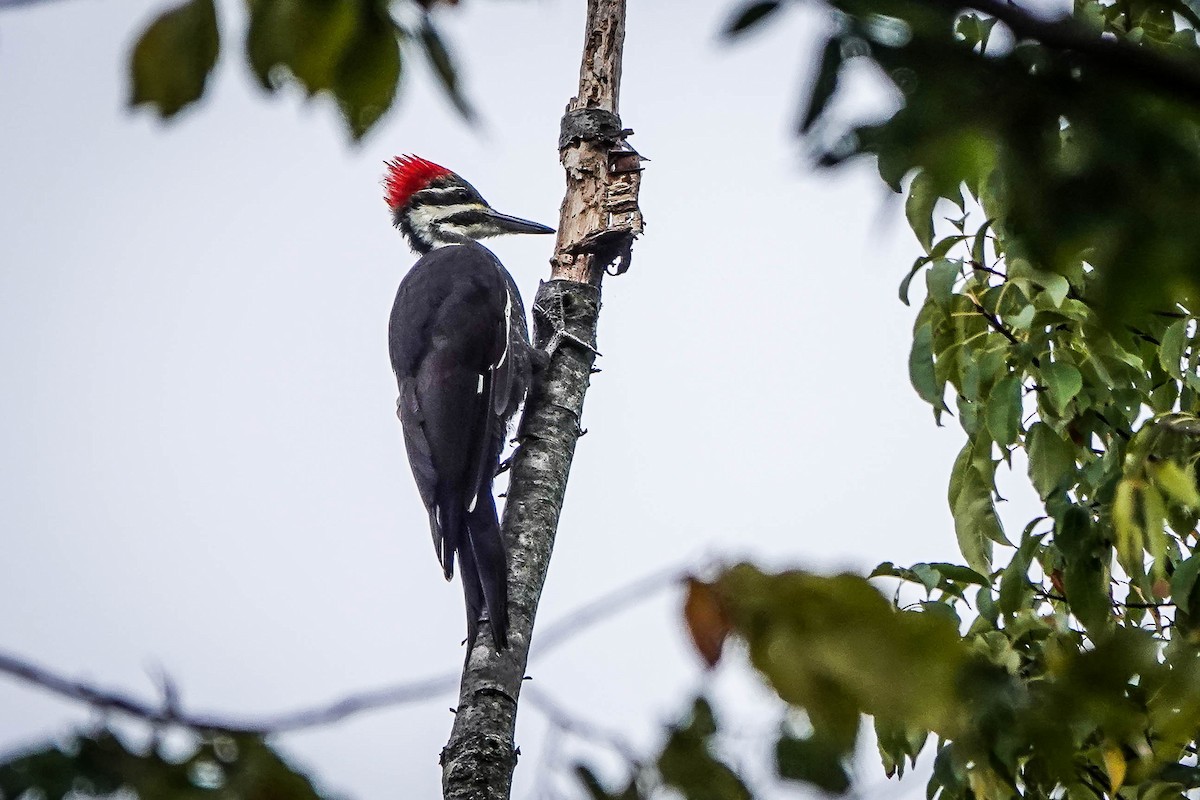 Pileated Woodpecker - ML624054637