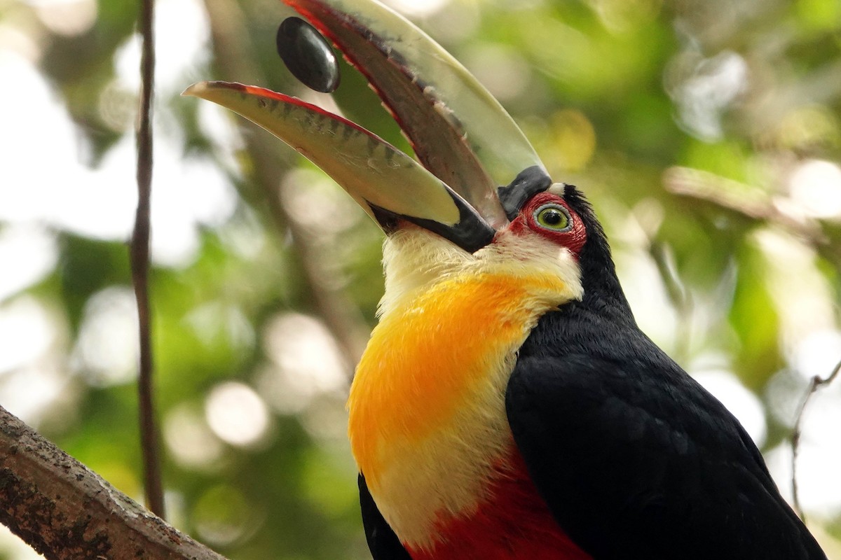 Red-breasted Toucan - ML624054641