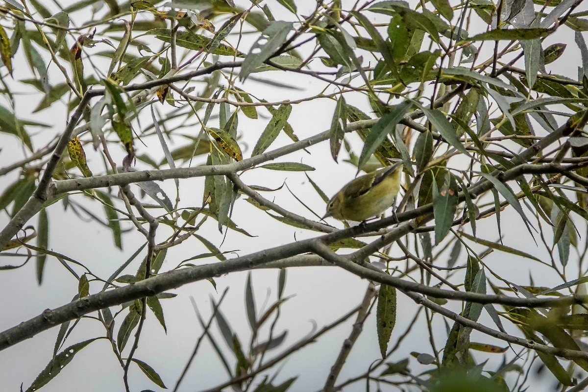 Tennessee Warbler - ML624054642