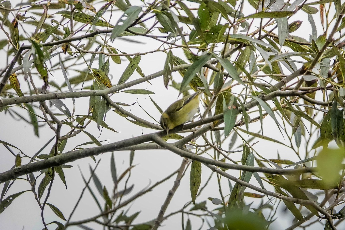 Tennessee Warbler - ML624054643