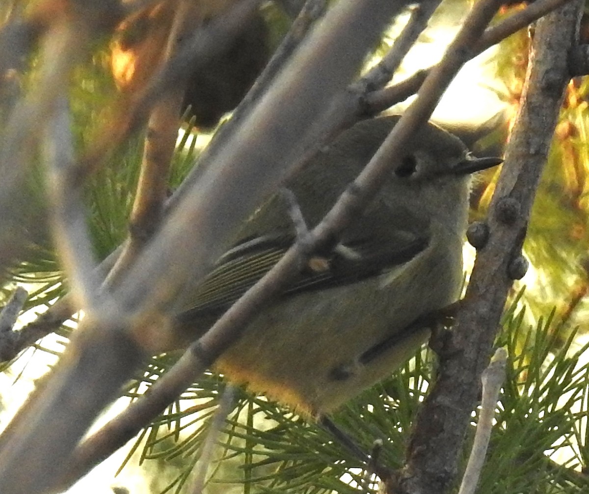 Ruby-crowned Kinglet - Richard Klauke