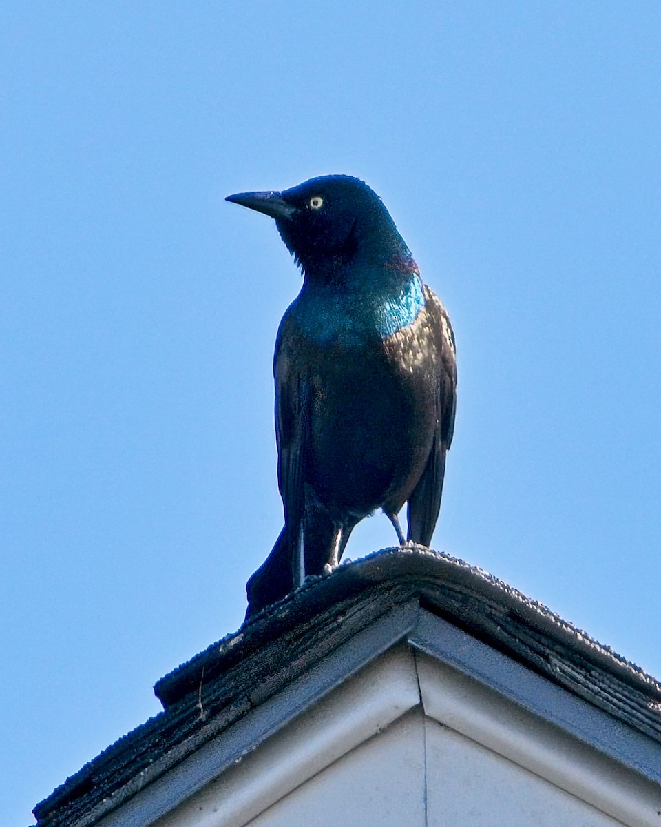 Common Grackle - ML624054645