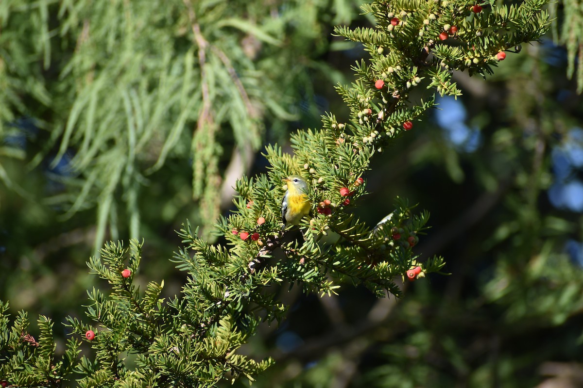 Northern Parula - Joseph Trezza