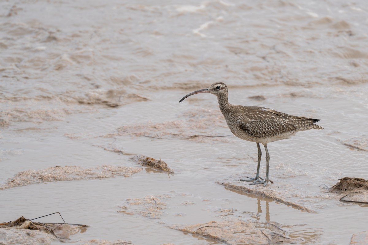 Whimbrel - ML624054653