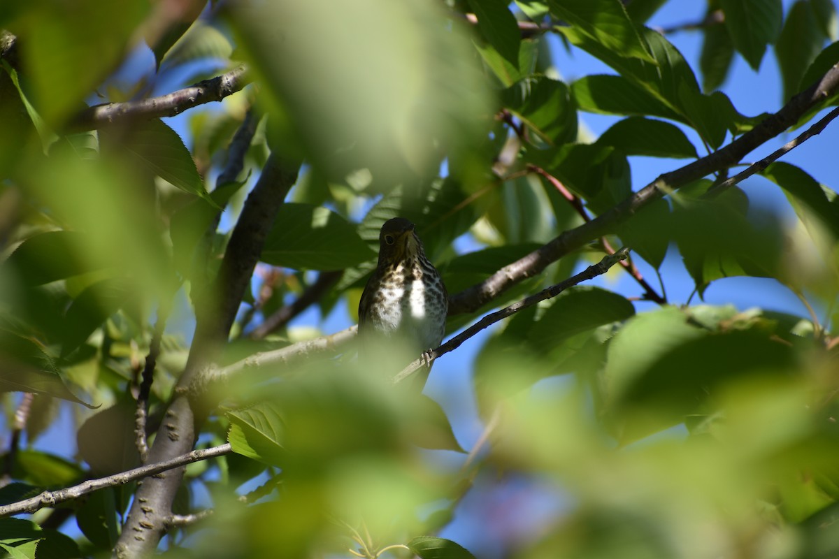 Swainson's Thrush - ML624054663