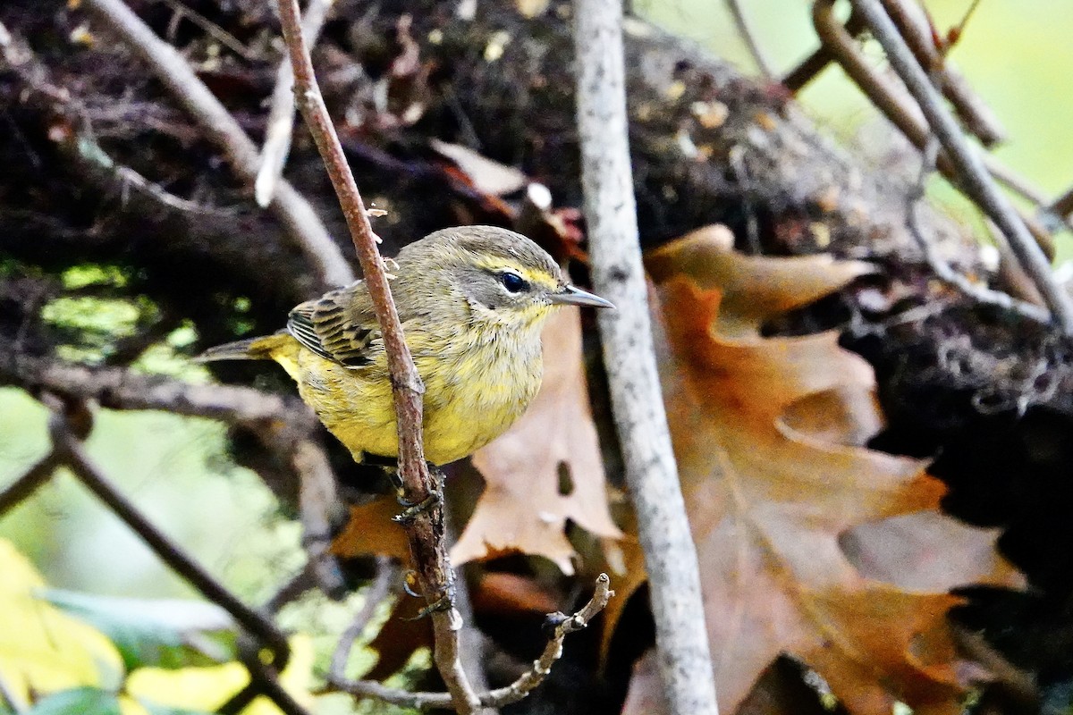 Palm Warbler - ML624054668