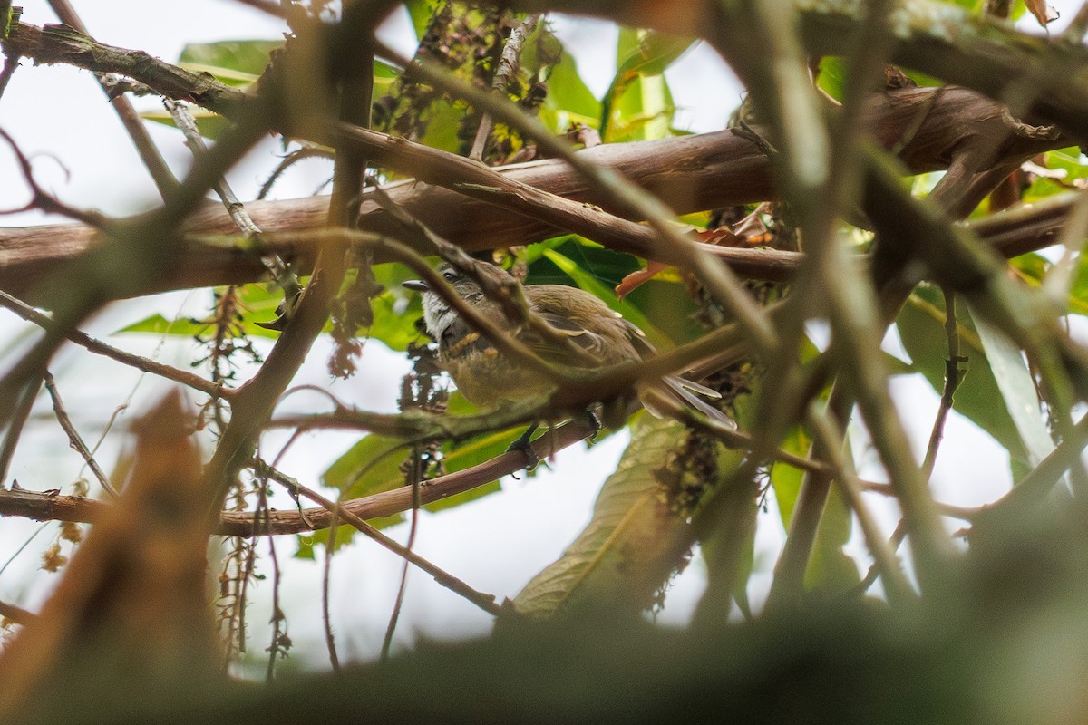 White-throated Tyrannulet - ML624054670