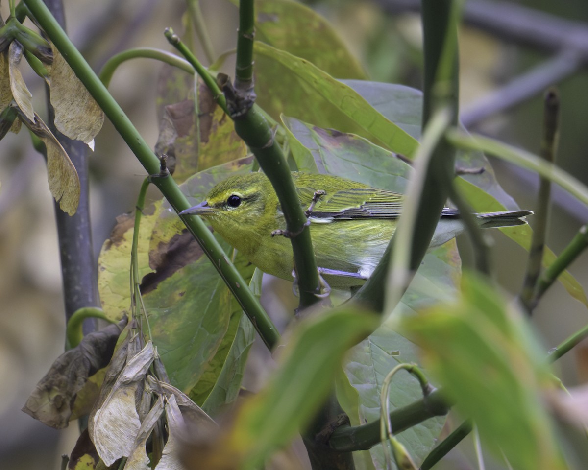 Tennessee Warbler - ML624054671