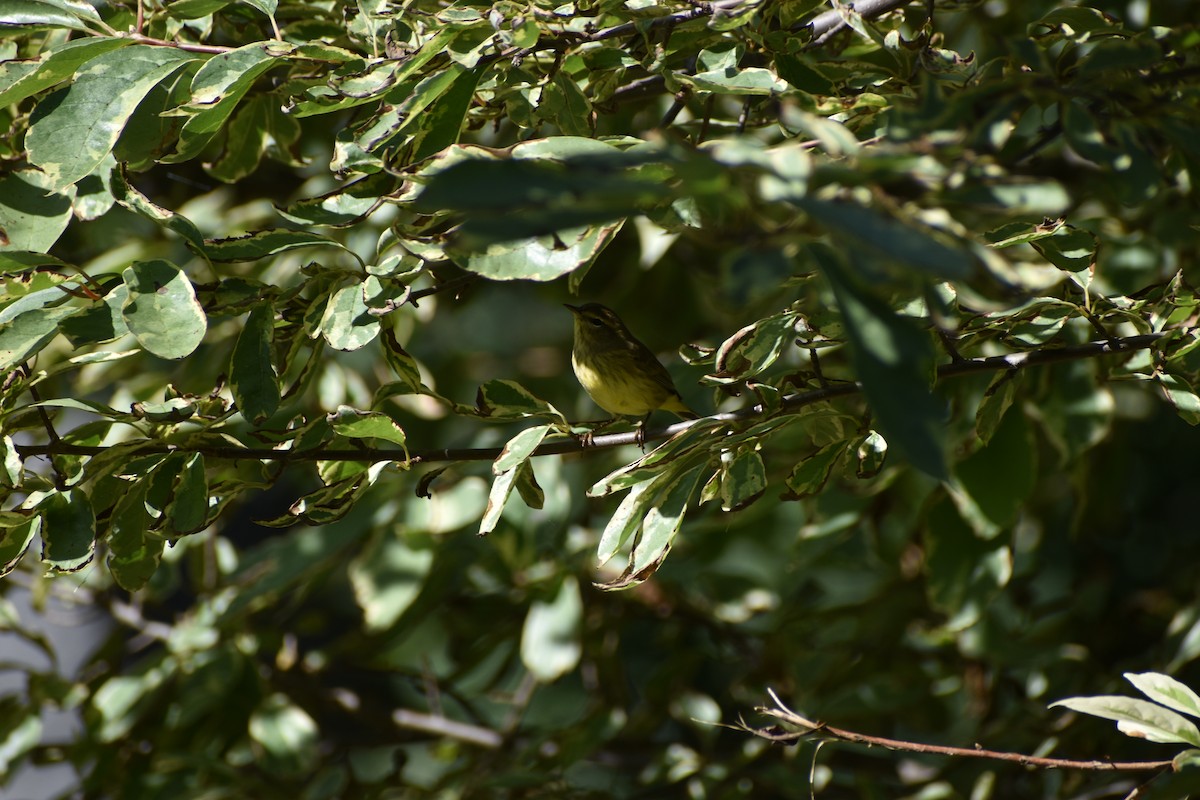 Palm Warbler - ML624054672