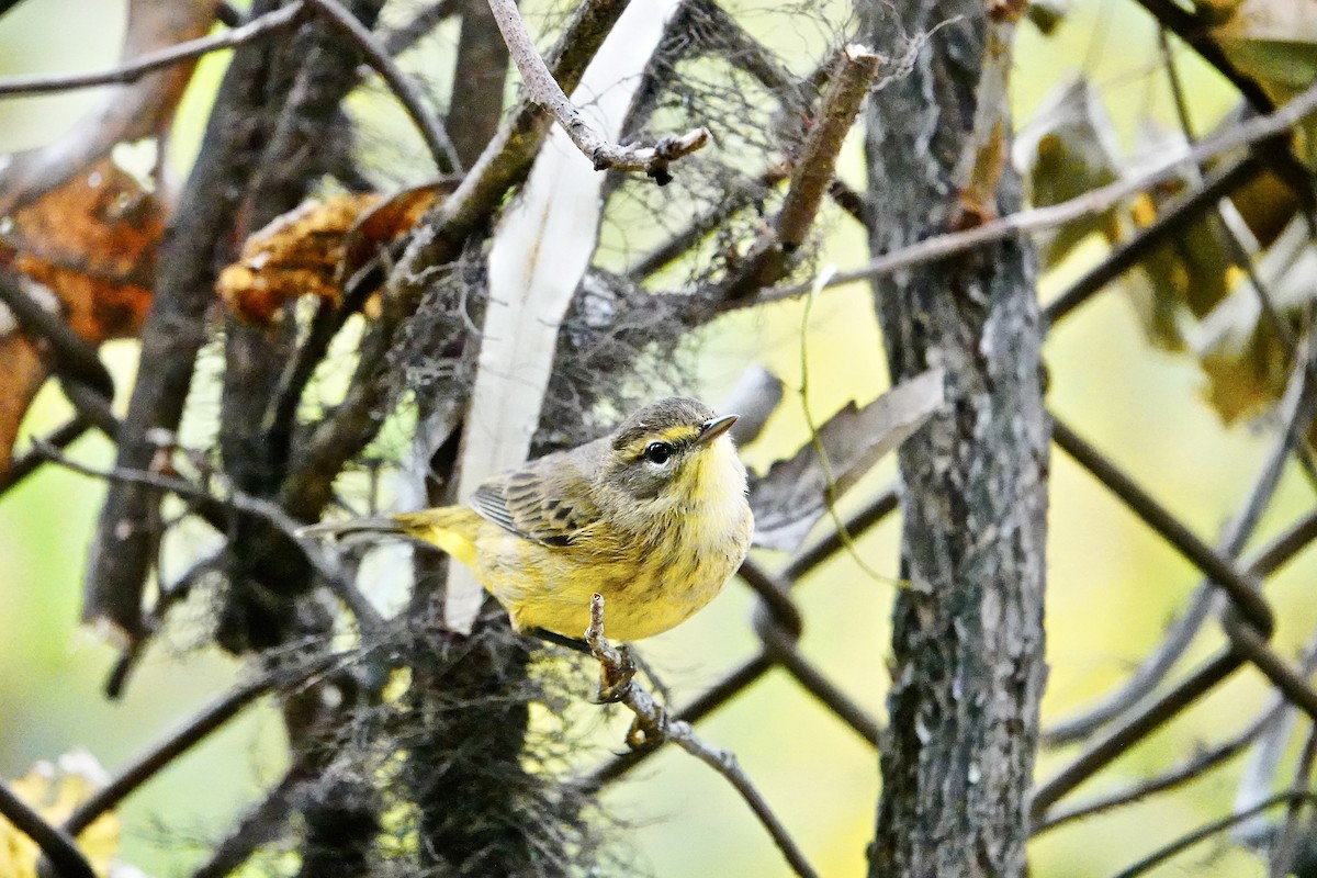 Palm Warbler - ML624054687