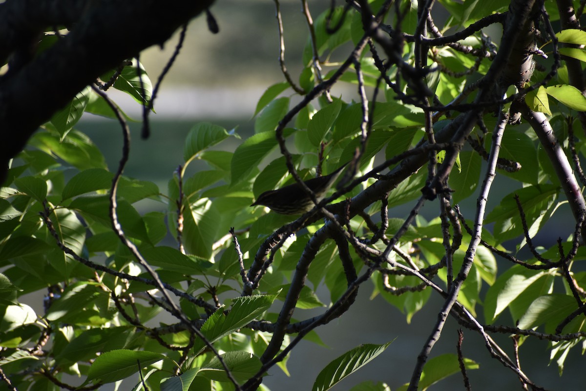 Northern Waterthrush - Joseph Trezza