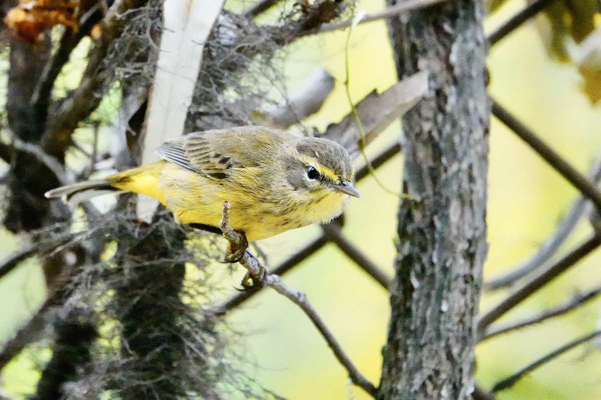 Palm Warbler - ML624054708