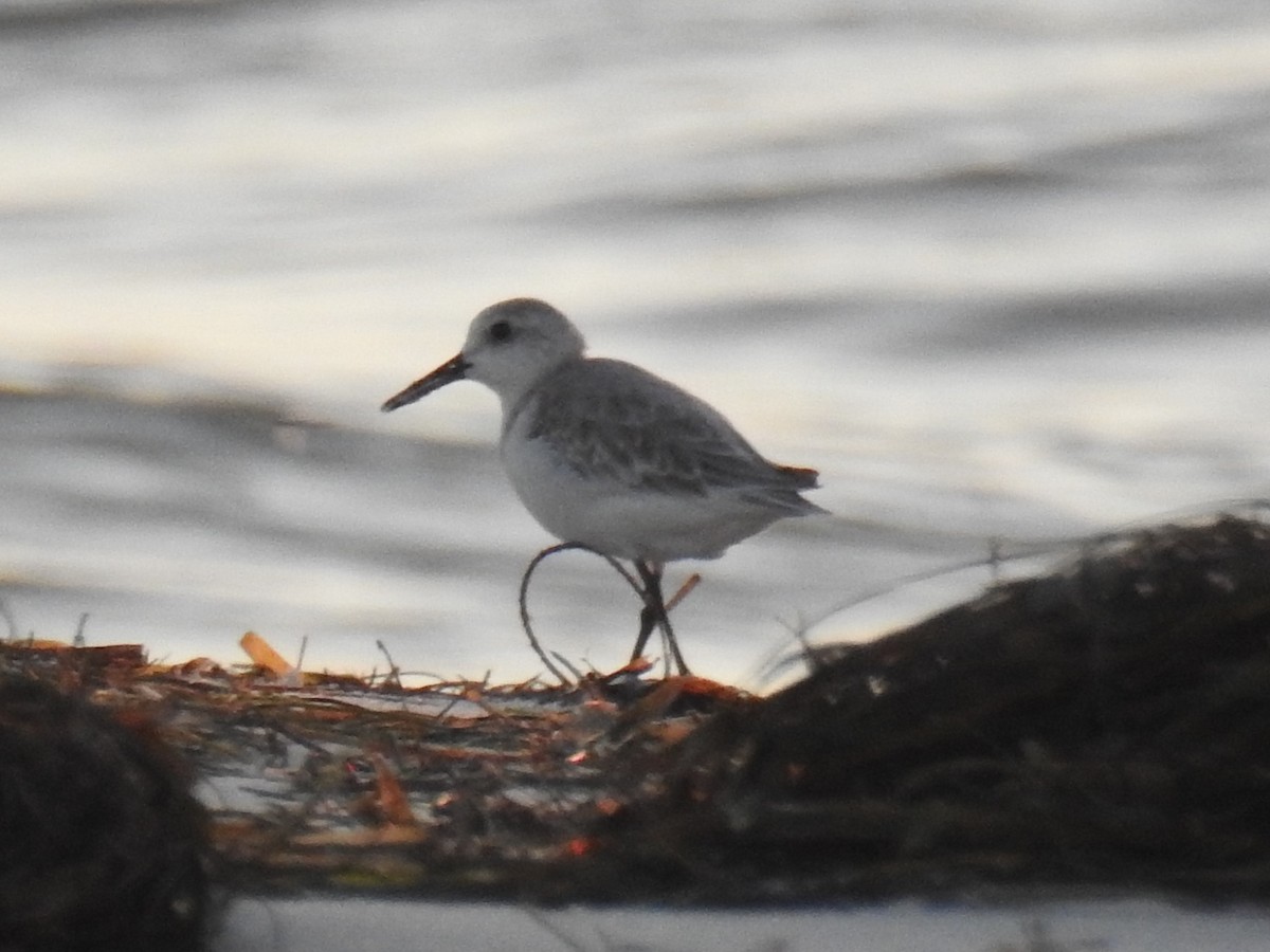 Sanderling - Kathryn Cowdery