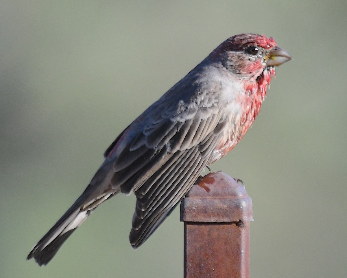 House Finch - ML624054730