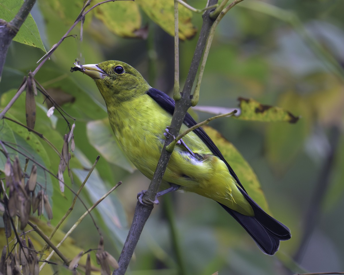 Scarlet Tanager - ML624054732