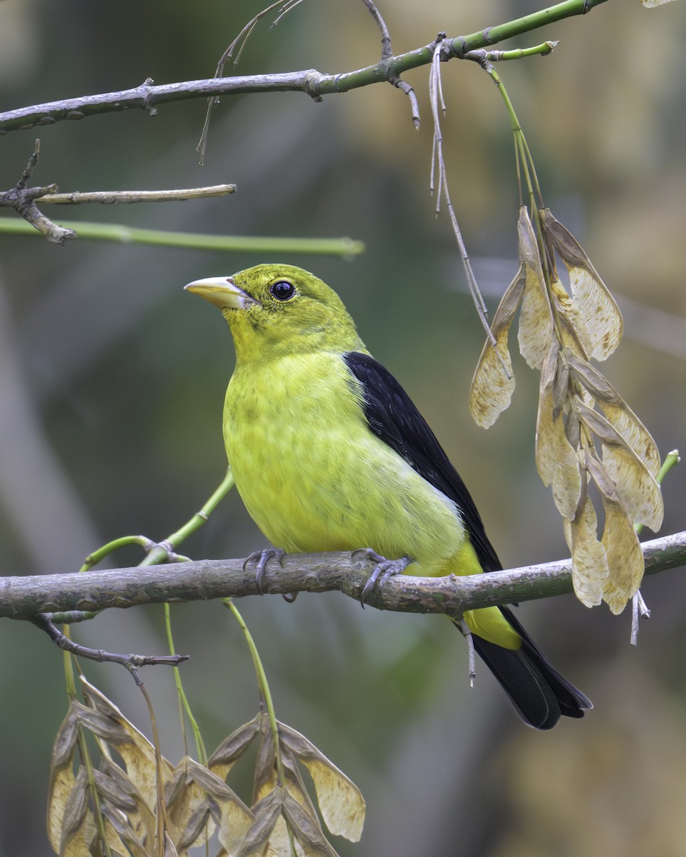 Scarlet Tanager - ML624054733