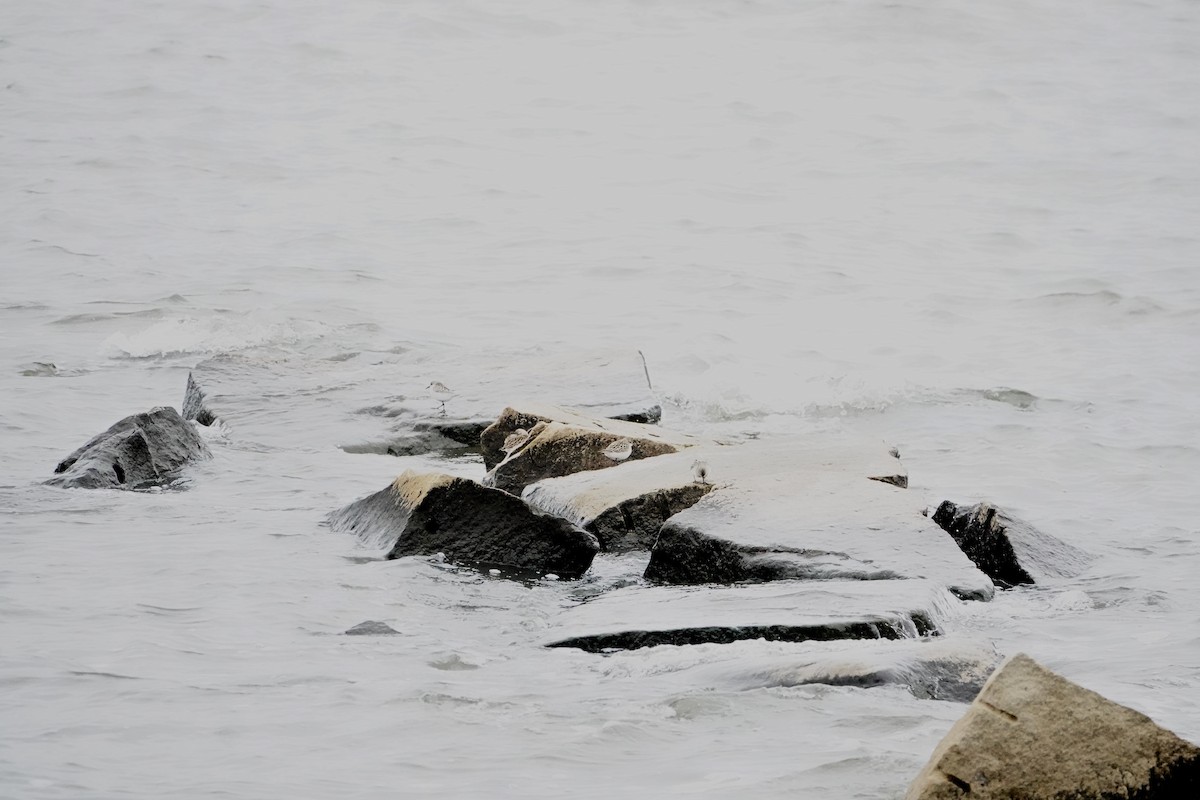 Semipalmated Sandpiper - ML624054751