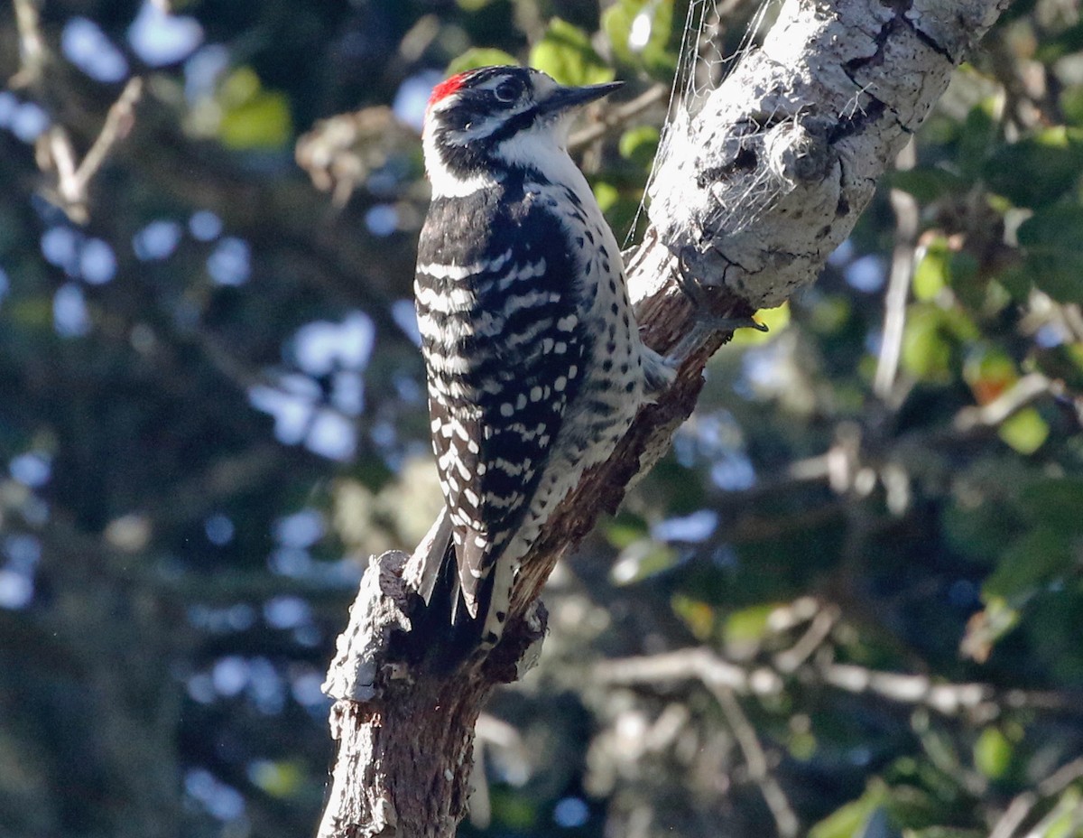 Nuttall's Woodpecker - ML624054759