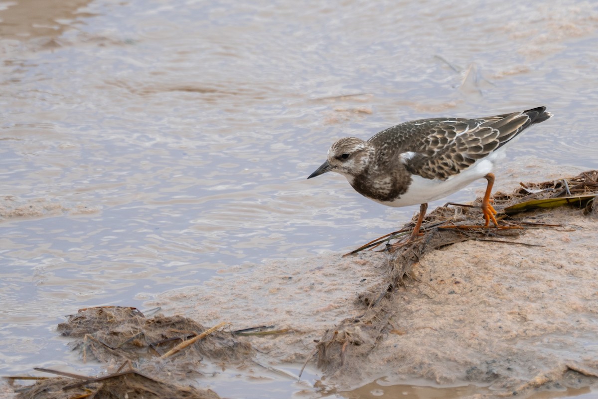 Ruddy Turnstone - Kaiyuan Li