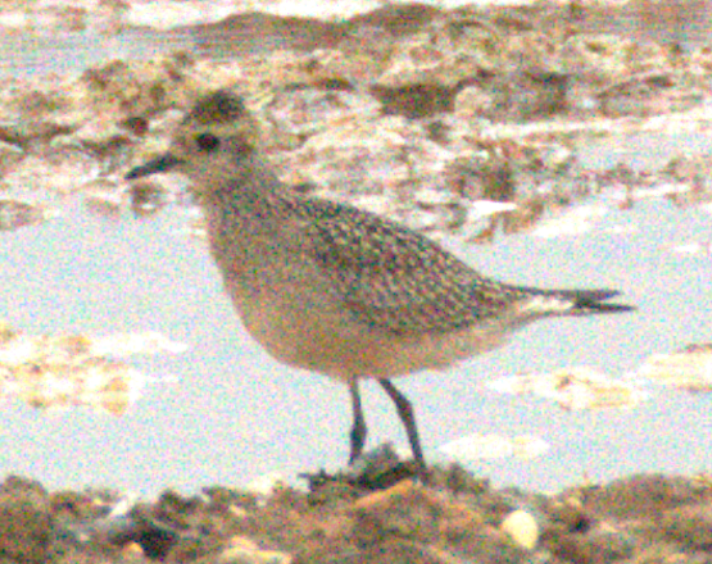 American Golden-Plover - ML624054784