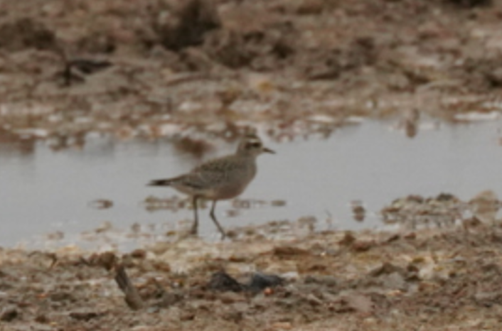 American Golden-Plover - ML624054786