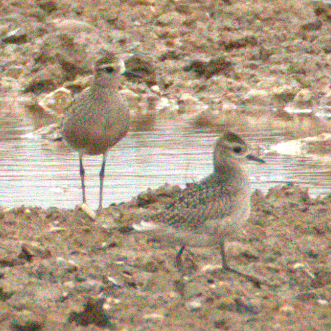 American Golden-Plover - ML624054788