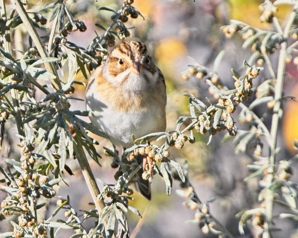 Clay-colored Sparrow - ML624054792