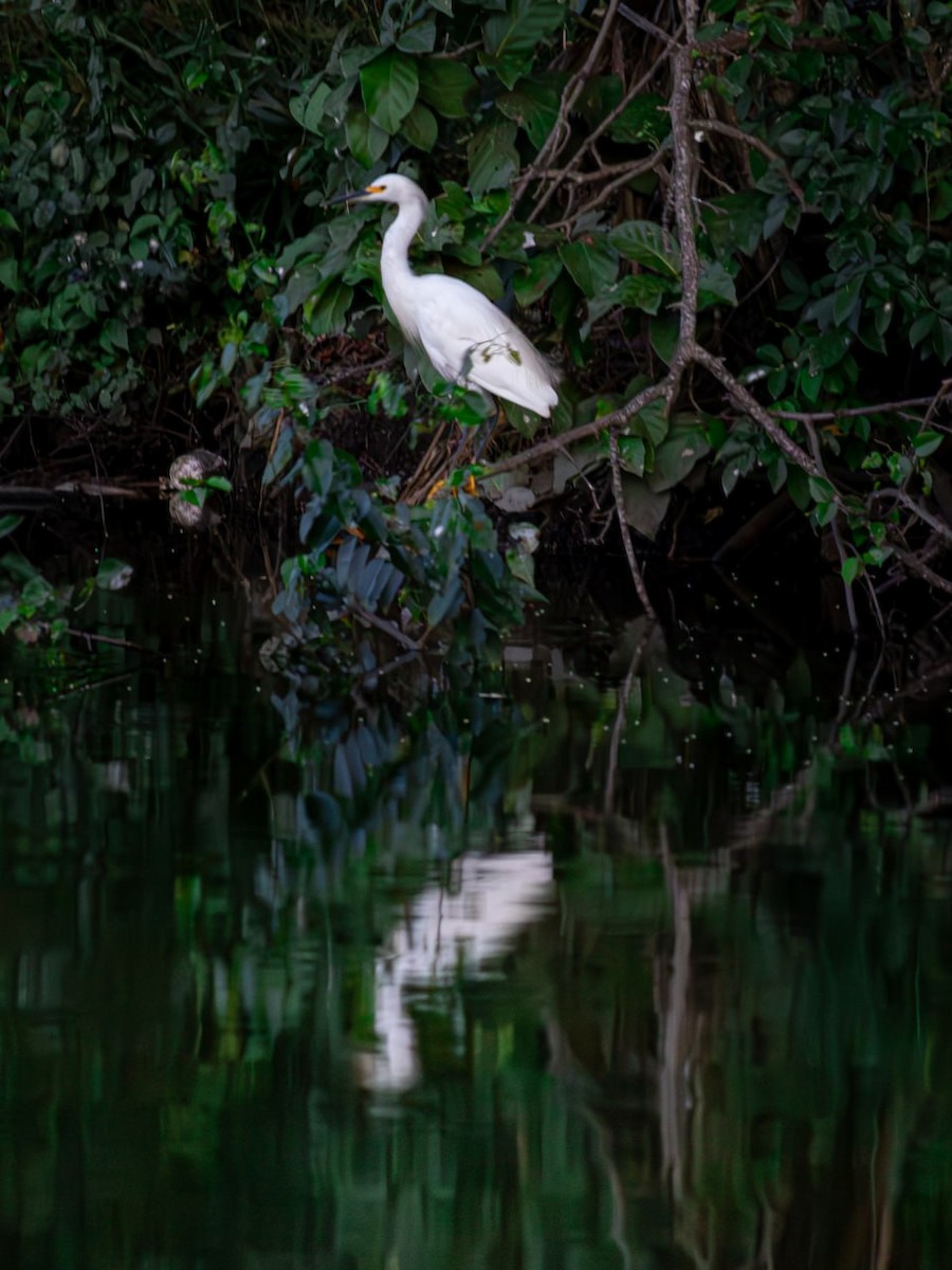 Snowy Egret - ML624054806